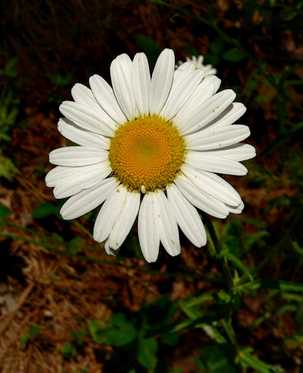 {Leucanthemum vulgare}